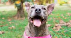 Este es uno de los perritos del Centro de bienestar animal La Perla. FOTO Cortesía Secretaría de Medio Ambiente de Medellín.