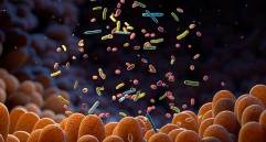 La diversidad de bacterias intestinales depende en gran medida de la alimentación, el uso de antibióticos y otros hábitos cotidianos que influyen en el equilibrio del sistema digestivo. FOTO Getty 