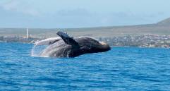 Cada año, más de 3.000 ballenas yubarta llegan al Pacífico colombiano para reproducirse y dar a luz, convirtiendo estas aguas en uno de sus corredores migratorios clave. FOTO Pixabay