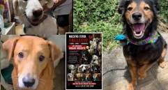 15 perros que viven en Itagüí buscan hogar tras la muerte de su tutor. Fotos suministrada a EL COLOMBIANO