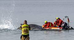 Esta es la ballena jorobada varada en aguas poco profundas mientras equipos de rescate intentan devolverla al mar. Su estado empeora con el paso de las horas. FOTO: Ulrich Perrey / DPA Picture-Alliance via AFP