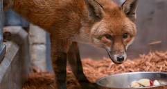 Así luce este zorro rojo que se coló en el barco y viajó miles de kilómetros de Inglaterra a Estados Unidos. FOTO Cortesía @Bronxzoo