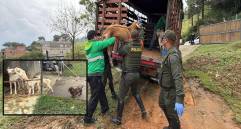 Adelante, algunos de los perros encontrados. Atrás, una de las cabras rescatadas. FOTO: Cortesía