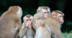 El macaco de cola larga (Macaca fascicularis) habita en gran parte del Sudeste Asiático —desde Camboya, Indonesia, Laos, Malasia, Filipinas, Tailandia y Vietnam hasta algunas islas del Pacífico occidental. FOTO: Depositphotos