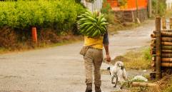 Los pequeños agricultores latinoamericanos, base de la seguridad alimentaria regional, enfrentan el cambio climático con escasos recursos y apoyo limitado. FOTO Pixabay