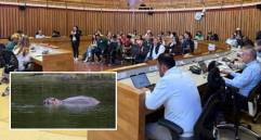 Adelante, uno de los hipopótamos que merodea en el Magdalena Medio antioqueño. Atrás los diputados de la Asamblea de Antioquia durante el debate. FOTO: Cortesía y EL COLOMBIANO