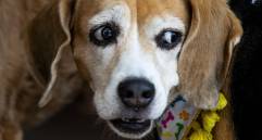 Los animales tendrán microchips para su registro, además de que se prohíbe las mutilaciones al menos que tengan prescripción médica. Foto: Julio César Herrera Echeverri.