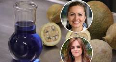 El desarrollo del azul de jagua fue posible gracias al trabajo conjunto de mujeres y hombres comprometidos con la creación de un colorante natural estable y poco común en la naturaleza. FOTO: Cortesía