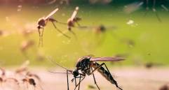 El Aedes aegypti es responsable de la transmisión de enfermedades como el dengue, zika y fiebre amarilla; ahora se estudia como portador de virus que podrían bloquear esas infecciones. FOTO cortesía