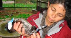 Patricia Brennan es una bióloga colombiana e investigadora en el Mount Holyoke College. Sus trabajos han puesto el foco en la sexualidad de los animales FOTO cortesía patricia Brennan