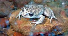 Alsodes vittatus, la enigmática rana sudamericana, fue redescubierta en Chile después de 130 años sin registros, un hallazgo clave para la conservación de especies amenazadas. FOTO: Cortesía Edvin Riveros