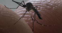 El almacenamiento casero de agua durante las sequías asociadas al fenómeno de El Niño se ha convertido en uno de los principales factores de riesgo para la reproducción del mosquito Aedes aegypti, transmisor del dengue. FOTO Julio César Herrera