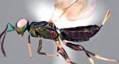 Esta es la Eupelmus curvator, la recién identificada especie de avispa. FOTO: Taisuke Kawano