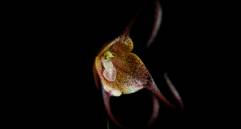 Dracula inaequalis. FOTO cortesía Luis Baquero y UICN