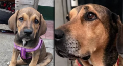 La perrita criolla llegó desde que estaba cachorra y ha acompañado durante más de siete años a los uniformados de la Estación de Policía de La Candelaria, en el centro de Medellín.