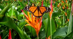 En los experimentos, las polillas evitaron depositar sus huevos en plantas que reproducían los sonidos ultrasónicos de estrés, incluso cuando ambas lucían igual de sanas. FOTO Julio César Herrera 