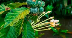 Un nuevo estudio revela cómo las plantas transmiten señales internas para enfrentar el estrés ambiental. FOTO Sstock