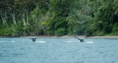 Las ballenas jorobadas llegan cada año al Pacífico colombiano durante su temporada de reproducción. Foto: Cortesía