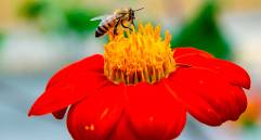 El Festival de las Abejas se celebrará este sábado en el Jardín Botánico con entrada libre, una programación educativa y un mercado de productos derivados de la colmena. FOTOS Juan Antonio Sánchez