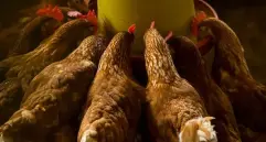 Brasil es el primer exportador mundial de carne de pollo. Foto: Archivo
