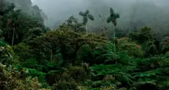 Los datos de Global Forest Watch señalan que en 2024 se talaron más de 98.000 hectáreas de bosque y selva en Colombia. FOTO CORTESÍA
