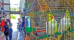 El módulo de fauna tiene doce locales en los que se comercian animales vivos, muchos de ellos todavía en pésimas condiciones. FOTO Manuel Saldarriaga