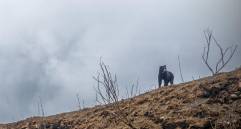 Uno de los osos andinos que visitó el Parque Nacional Natural Chingaza en Cundinamarca. FOTO: Alcaldía de Bogotá