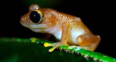 Esta es la ‘Pristimantis chalceus’, una especie que habita en La Planada. FOTO: Claudia Lansac