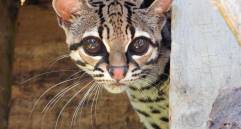 El margay (en la foto está el recuperado en Bello) es uno de los felinos más arborícolas de América: su anatomía le permite cazar y desplazarse casi por completo en las copas de los árboles, donde cumple un rol clave en el control de presas. FOTO cortesía Área Metropolitana del Valle de Aburrá