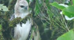 Dos ejemplares juveniles de águila crestada fueron fotografiados en vuelo sobre los bosques del sur del Valle de Aburrá, un registro inédito para Medellín. FOTO cortesía Alcaldía de Medellín