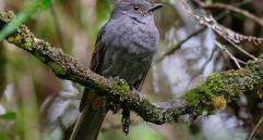 El arrierito antioqueño es una de las especies amenzadas por el conflicto armado. FOTO: Fabrice Schmitt / eBird