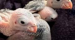 Así se ven los polluelos de aves silvestres durante esta temporada reproductiva. FOTO cortesía Área Metropolitana