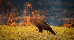 La imagen con la que Alberto Peña ganó el reconocimiento de la National Audubon Society. FOTO cortesía Alberto Peña