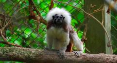 Tití cabeciblanco, primate endémico del Caribe colombiano en proceso de rehabilitación en el CAVR del Valle de Aburrá. FOTO cortesía Área Metropolitana