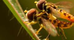 Las moscas de las flores del género Toxomerus sp. hacen parte de la orden Diptera, que agrupa moscas, mosquitos y zancudos. Los individuos de esta orden se caracterizan por tener un par de alas y un par de balancines. o halterios, y como parte de su estructura bucal, un aparato succionador o chupador. Pueden alimentarse de plantas, madera o materia orgánica en descomposición, hongos, sangre de mamíferos o anfibios, heces, néctar y carroña. Son importantes bioindicadores del estado de los ambientes naturales. FOTO cortesía Carolina Henao 