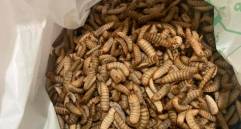 Estas son las larvas de la mosca soldado negra, criadas con residuos orgánicos. FOTO cortesía José Édgar Zapata Montoya