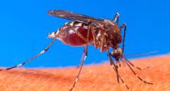 El mosquito denominado Aedes aegypti es el que trasmite el dengue. FOTO: (Colprensa-La Patria)