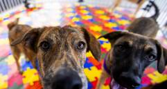 Diversos estudios sugieren que convivir con mascotas, especialmente perros, puede estar asociado con beneficios para la salud física y mental. FOTO Julio César Herrera