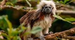 En Colombia, como lo reseña la Asociación Primatológica Colombiana de las 38 especies presentes, hay 21 amenaza. FOTO Cortesía Instituto Humboldt.