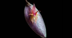 Detalle de la flor de Lepanthes nasariana, una orquídea descrita recientemente para la ciencia y cuya supervivencia depende de microhábitats altoandinos. FOTOS cortesía