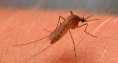 Los mosquitos son además transmisores de enfermedades. Este es el Culex pipiens, mosquito del virus del Nilo Occidental en América del Norte. FOTO Colprensa / Europa Press