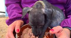 Perrito atendido en una de las jornadas previas de la Ruta Nacional Gabrica Solidaria. FOTO cortesía 