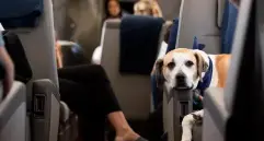 En Bark Air, los perros disfrutan de una experiencia de vuelo pensada exclusivamente para su bienestar: sin jaulas, con juegos, comida gourmet y atención personalizada. FOTOS cortesía Bark Air