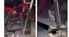 El gato fue rescatado por los bomberos de Medellín en el segundo piso de una vivienda parcialmente colapsada en Pereira. Foto: Cortesía