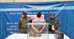 La boa constrictor fue entregada al Área Metropolitana del Valle de Aburrá para su rehabilitación y posterior liberación. FOTO cortesía