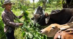 Prácticas productivas regenerativas aplicadas en sistemas agropecuarios como estrategia para recuperar suelos y mejorar la rentabilidad. FOTO Juan Arredondo/cortesía