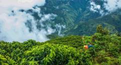 Entre cafetales (vereda La Morelia de Betulia) FOTO: CRISTINA RODRÍGUEZ