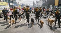 Caminata Canina de Tierragro. Foto: Cortesía.