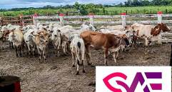 Las bitácoras clínicas individuales de los equinos hallados en las fincas detallaron la muerte y desnutrición grave de equinos en distintas fincas del país. FOTO Cortesía 