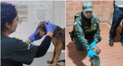 El perrito, de nombre Jack, fue puesto bajo custodia y valorado por personal veterinario. FOTO: Cortesía Policía